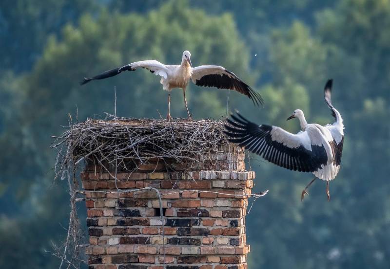 Professional Chimney Animal Removal Services in Leonard, Michigan