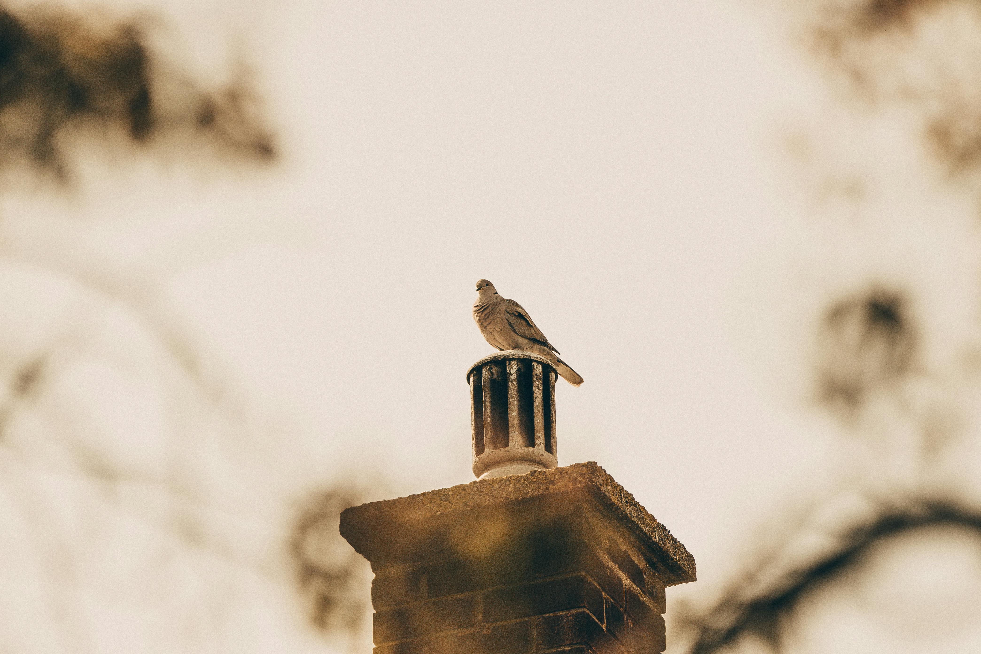 Expert Chimney Cap Installation in Leonard, Michigan